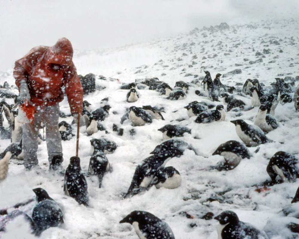 Adelie penguin